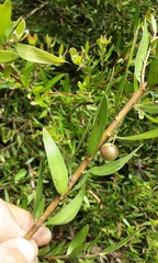Persoonia oblongata
