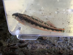 Etheostoma duryi