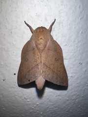 Adeloneivaia subangulata