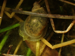 Ampullaceana balthica
