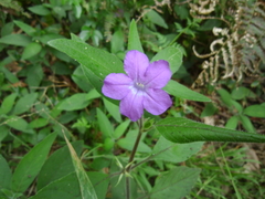 Ruellia repens