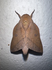 Adeloneivaia subangulata