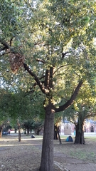 Brachychiton populneus