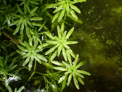 Callitriche