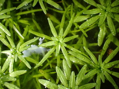 Callitriche