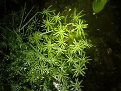 Callitriche