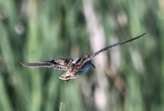 Gallinago hardwickii