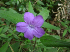 Ruellia repens