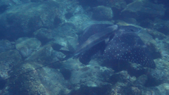 Rachycentron canadum