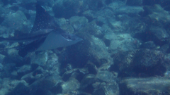 Rachycentron canadum