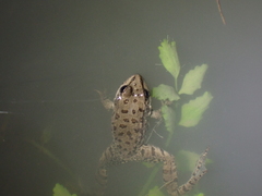 Pelophylax