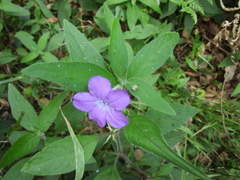 Ruellia repens