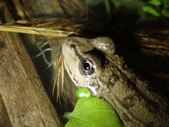 Pelophylax
