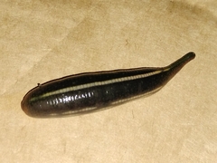 Richardsonianus australis
