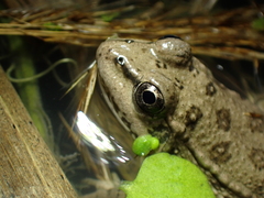 Pelophylax