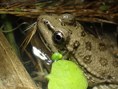 Pelophylax
