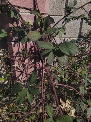 Rubus creticus