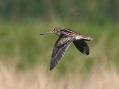 Gallinago hardwickii