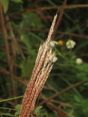 Saccharum formosanum