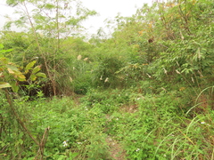 Saccharum formosanum