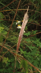 Saccharum formosanum