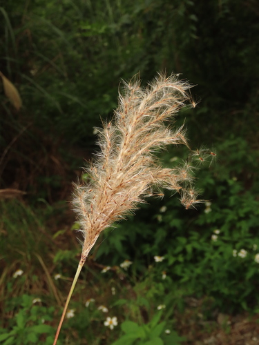Saccharum formosanum (Saccharum formosanum)