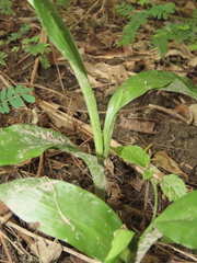 Eulophia cernua