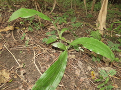 Eulophia cernua