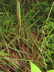 Saccharum formosanum