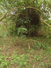 Eulophia cernua