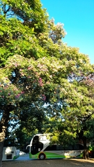 Ceiba speciosa