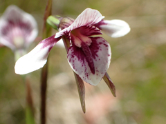 Diuris venosa