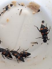 Nicrophorus nepalensis