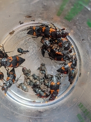 Nicrophorus nepalensis