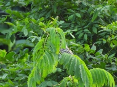 Myiodynastes maculatus