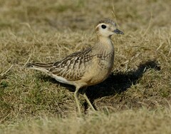 Charadrius morinellus