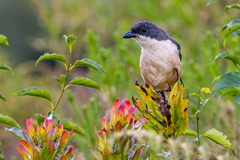 Laniarius ferrugineus ferrugineus