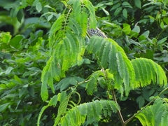 Myiodynastes maculatus