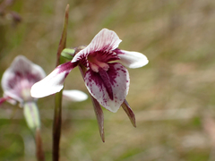 Diuris venosa