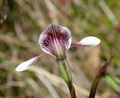 Diuris venosa