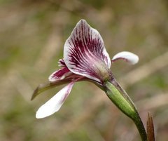 Diuris venosa
