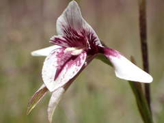 Diuris venosa