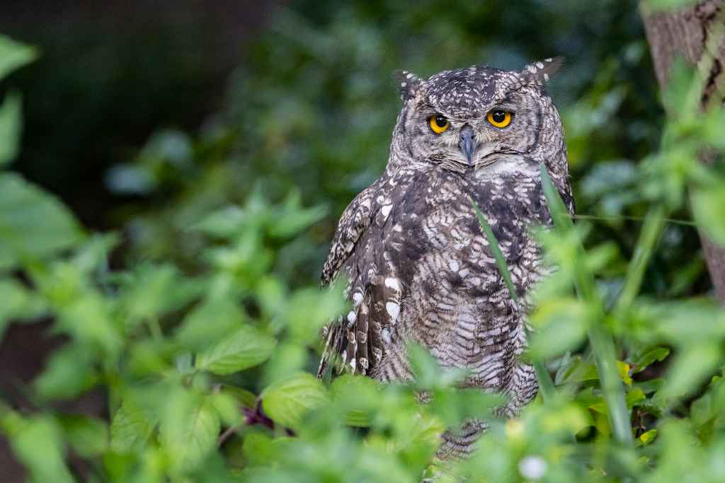 Spotted Eagle-Owl photo