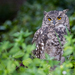 Spotted Eagle-Owl - Photo (c) John Gale, some rights reserved (CC BY-NC), uploaded by John Gale