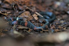 Atractus badius
