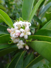 Coelospermum