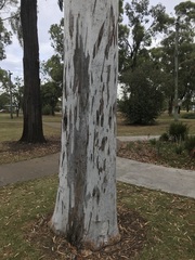 Eucalyptus argophloia
