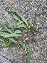 Eucalyptus argophloia