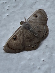 Argyrotome muricolor