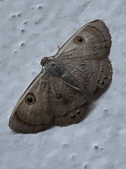 Argyrotome muricolor